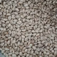 لوبیا چیتی  و محلی