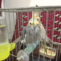 یک جفت عروس هلندی نژاد دار اصل