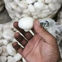 ارسال قارچ تازه رایگان