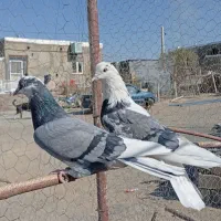 یک‌جفت‌گلی‌‌پرشی‌