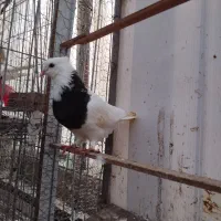 طوقی مشکی نر|پرنده|خرم‌آباد (تنکابن), |دیوار