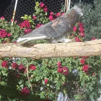 چند جفت کفتر شازده سورور