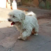 با عروس هلندی معاوضه میکنم|سگ|مسجد سلیمان, |دیوار