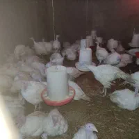 فروش بوقلمون گوشتی|حیوانات مزرعه|بجنورد, |دیوار