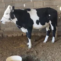 گاو پرآپ چاق مناسب برای مالداری و قصابی|حیوانات مزرعه|مهرستان, |دیوار