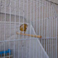 قناری نر|پرنده|امیدیه, |دیوار