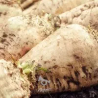 چغندرفروش فوری برای حیوانات گاوداری وغیر