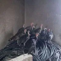 بوقلمون