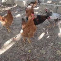 مرغ و خروس محلی