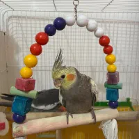 جوجه گلباقالی