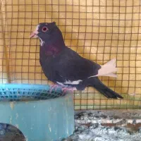 پلنگ نر|پرنده|رفسنجان, |دیوار