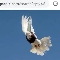 کبوتر پیدا شده