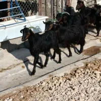 بز محلی|حیوانات مزرعه|بهبهان, |دیوار