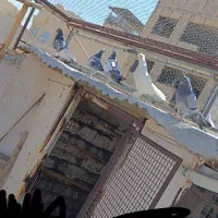 کفتر گرفتنی|پرنده|قم, خاکفرج|دیوار