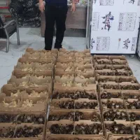 پخش انواع جوجه یک روزه ، بوقلمون، اردک،گلپایگان