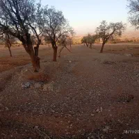 فروش زمین کشاورزی