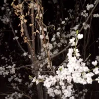 نهال میوه تا۶سال آماده بار