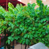 سوییت دربست و بوم گردی سرقنات|اجارهٔ کوتاه‌مدت آپارتمان و سوئیت|آباده, |دیوار