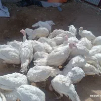 بوقلمون گوشتی|حیوانات مزرعه|بیرجند, |دیوار