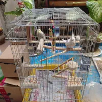 عروس هلندی نر ماده+قفس نو+با لوازم کامل ۲ میلیون