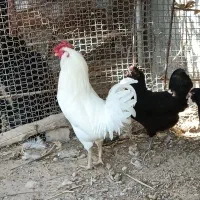 مرغ و خروس ریشی|حیوانات مزرعه|اهرم, |دیوار