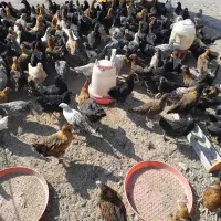 جوجه مرغ وخروس محلی|حیوانات مزرعه|سیرجان, |دیوار