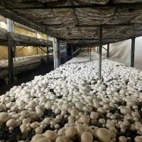 استخدام نیروی کار کارخانه پرورش قارچ