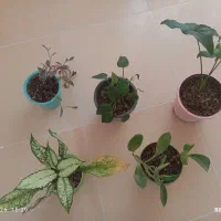 گل پتوس آگلونما سینگینیوم قاشقی برگ‌بیدی