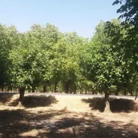 فروش باغ.۶۵۰ملیونی.معاوضه با خودرو