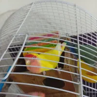 کوتوله بریزیلی|پرنده|مشهد, هنرور|دیوار