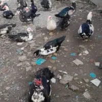 اردک  غاز|حیوانات مزرعه|رشت, پل تالشان|دیوار