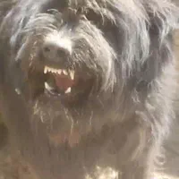 سگ ریشی|حیوانات|اصفهان, ملک‌شهر|دیوار