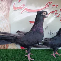 زاغ،وسرخ|پرنده|تهران, آشتیانی|دیوار