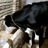 گوساله سالم
