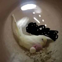 جفت مرغ عشق با جوجه و عروس هلندی|پرنده|قائن, |دیوار