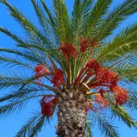 فروش ضایعات خرما