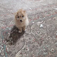 سگ ۴ماهه باهوش