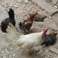 مرغ و خروس تخمگذار|حیوانات مزرعه|شیراز, شاه قلی بیگی|دیوار