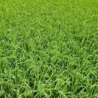 برنج فجر سوزنی ۹۰ روزه کاشت خودم|خوردنی و آشامیدنی|آق قلا, |دیوار