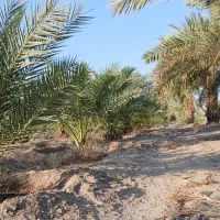 فروش باغ نخل|فروش دفتر صنعتی، کشاورزی، تجاری|فاریاب, |دیوار