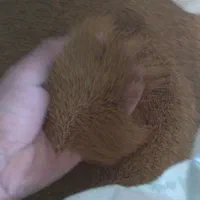 بذر یونجه پایه بلند|عمدهفروشی|لالجین, |دیوار