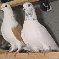 کبوتر ناب|پرنده|وحیدیه, |دیوار