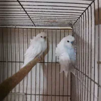 یک جفت مرغ عشق بالغ پروانه ای