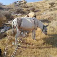 خر گلهای  نر