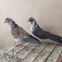 نر و ماده پرشی|پرنده|قم, آزادگان|دیوار