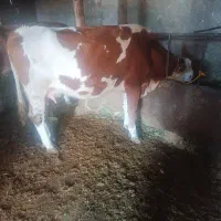 گاو شکم سوم با گوساله نر|حیوانات مزرعه|کشاورز, |دیوار