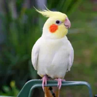 عروس هلندی