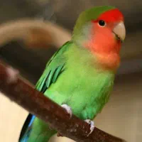 طوطی برزیلی معاوضه با مرغ