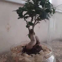 گل بنسای