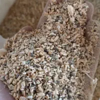 گندم خورد شده برای دام